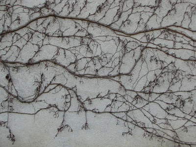 Vigne vierge sur un mur blanc.