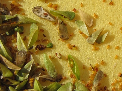 Graines et demi-fruits de bourse à pasteur.