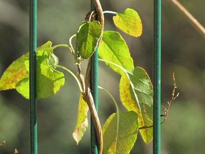 Plante grimpante inconnue.