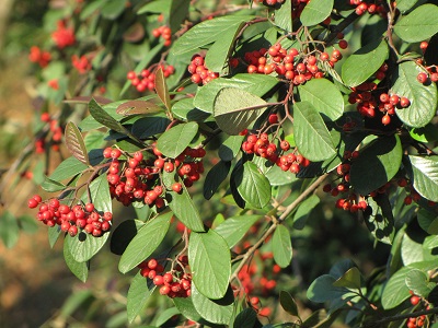 Cotonéaster laiteux.
