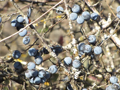 Prunelle.