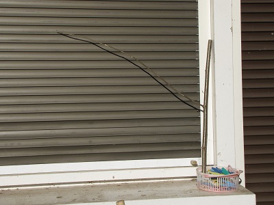 Branche de noisetier devant un store.