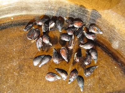 Pépins noirs de poire Président.