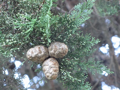 Fruits de cyprès.