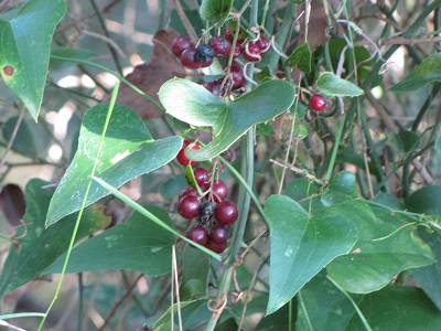 Salsepareille et fruits.