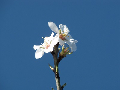 Fleurs d'amandier.