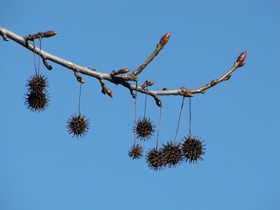 Fruits de liquidambar.