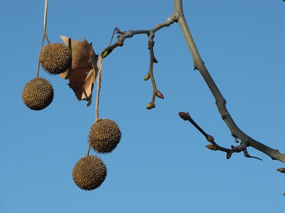 Fruits de platane.