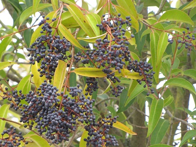 Arbuste et grappes de baies inconnus.