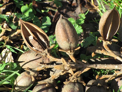 Capsules et graines de paulownia.