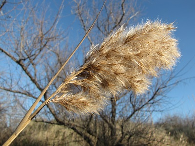 Plumeau de roseau.