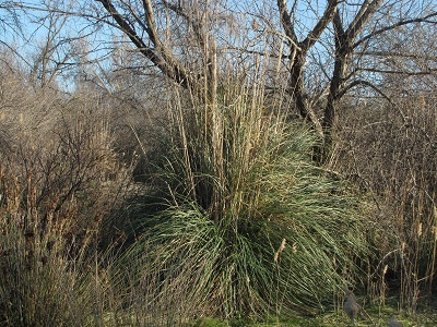 Herbe de la pampa.