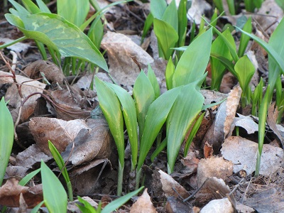 Jeunes plants d'ail des ours.