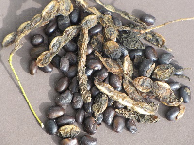 Graines et gousses de sophora.