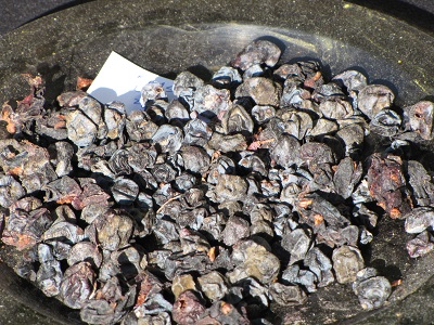 Grains de raisin séchés.
