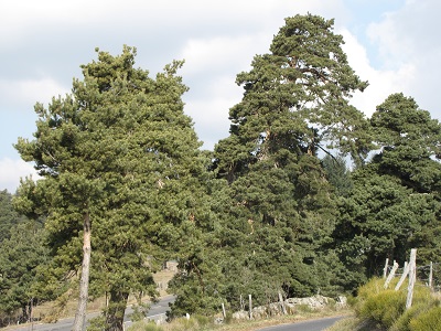 Pins en Lozère.