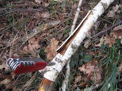 Ecorce de bouleau.