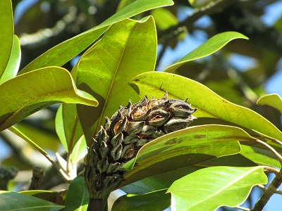 Fruit de magnolia.