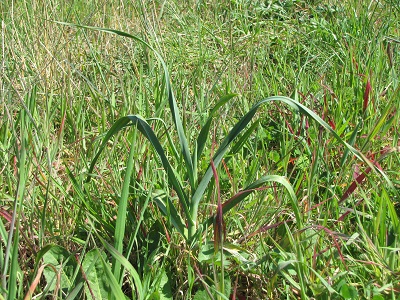 Poireau sauvage.