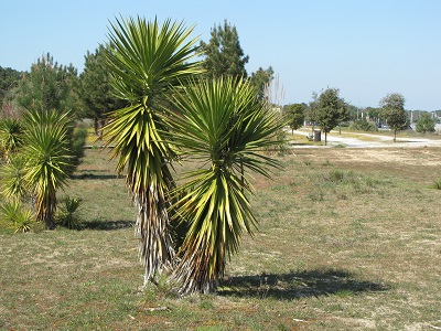 Yucca.