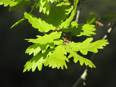 Jeunes feuilles de chêne.