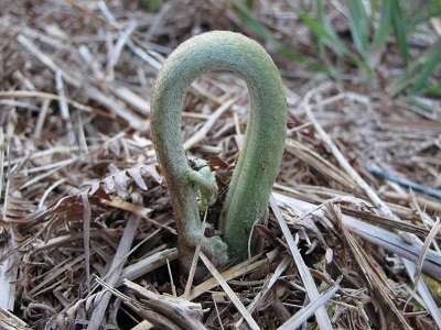 Crosse de fougère.