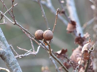 Galles de chêne sur l'arbre.