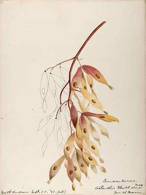 Ailante, dessin des fruits.