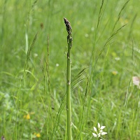 Asperge sauvage.