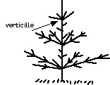 Verticilles.