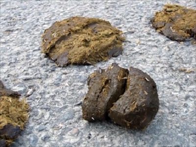 Crottin de cheval.