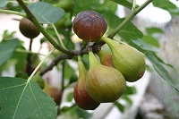 Figues.