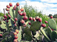 Figuier de Barbarie avec des fruits.