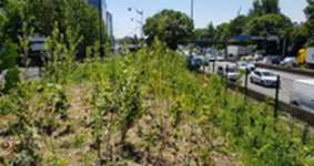 Plantation serrée.