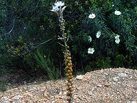 Fruits d'asphodèle.