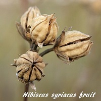 Graines d'hibiscus.