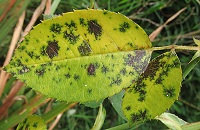 Feuilles de rosier atteints de la maladie de la tache noire.