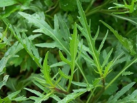 Feuilles de roquette.