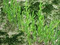 Salicorne.