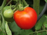 Tomate sur un plant.