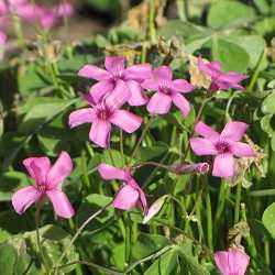 Oxalis.