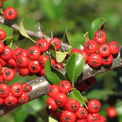 Pyracantha à baies rouges.