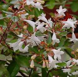 Abelia grandiflora.