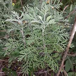 Absinthe romaine.