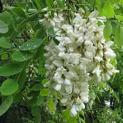 Acacia (robinier).