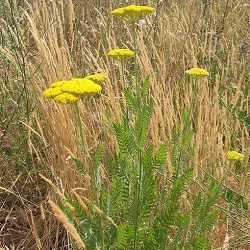 Achillée filipendule.