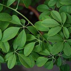 Akébia quinata.