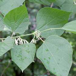 Alangium de Chine.