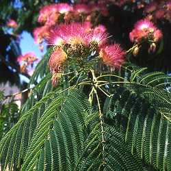 Feuilles et fleur d'albizia.