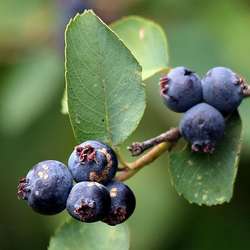 Amélanchier à feuilles d'aulne.